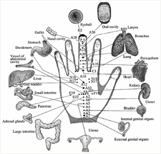 高麗手指鍼、ツボと内臓の図